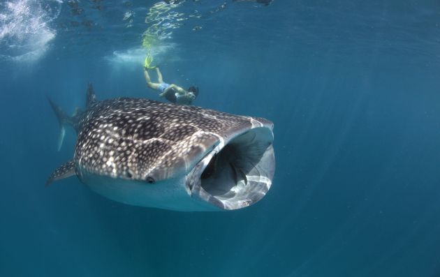WHALESHARK TALK & TOUR