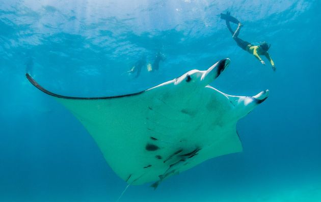 Manta Sanctuary Snorkelling