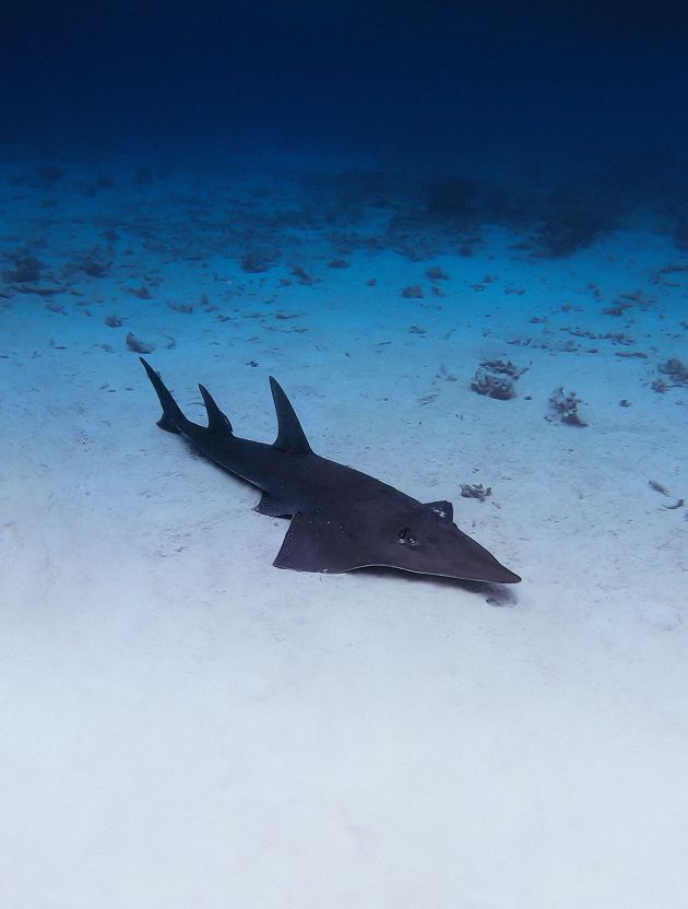 HOUSE REEF