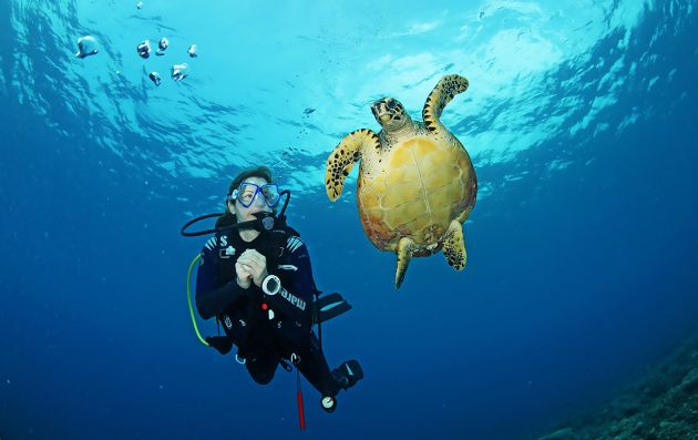 TURTLE SNORKELING