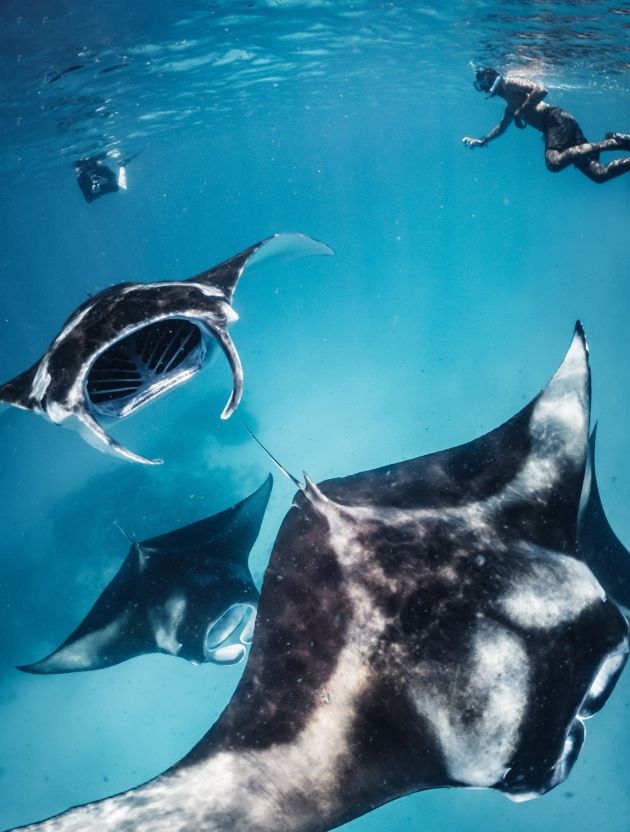 Excursion - Manta