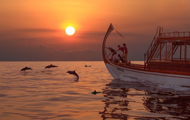 Dolphin Cruise