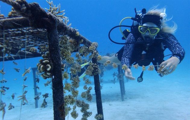 CORAL ADOPTION