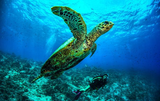 Turtle